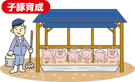 子豚育成